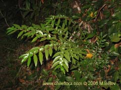 Image of Azara lanceolata (Aromo)